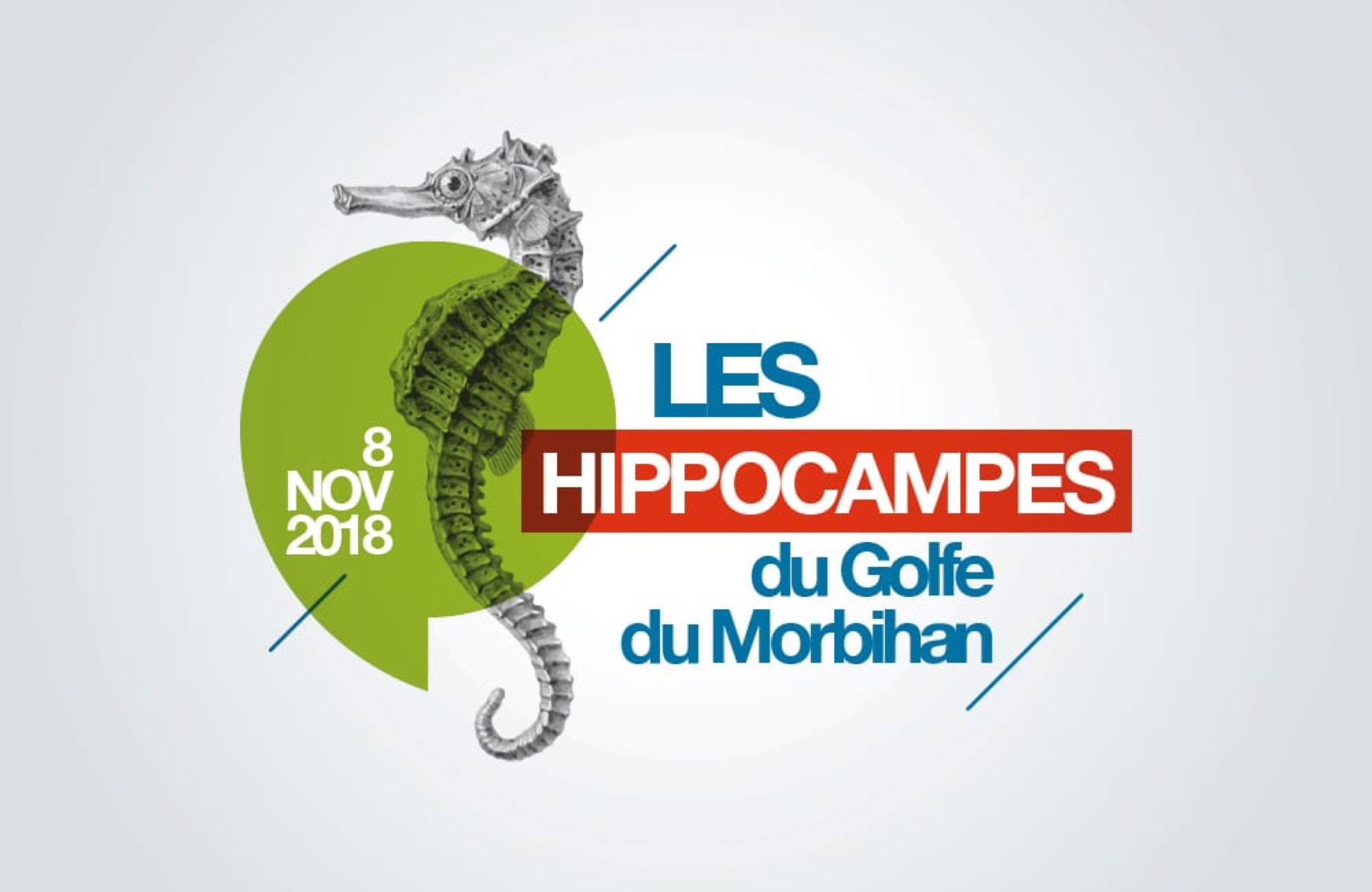 Les Hippocampes du Golfe du Morbihan, image 1