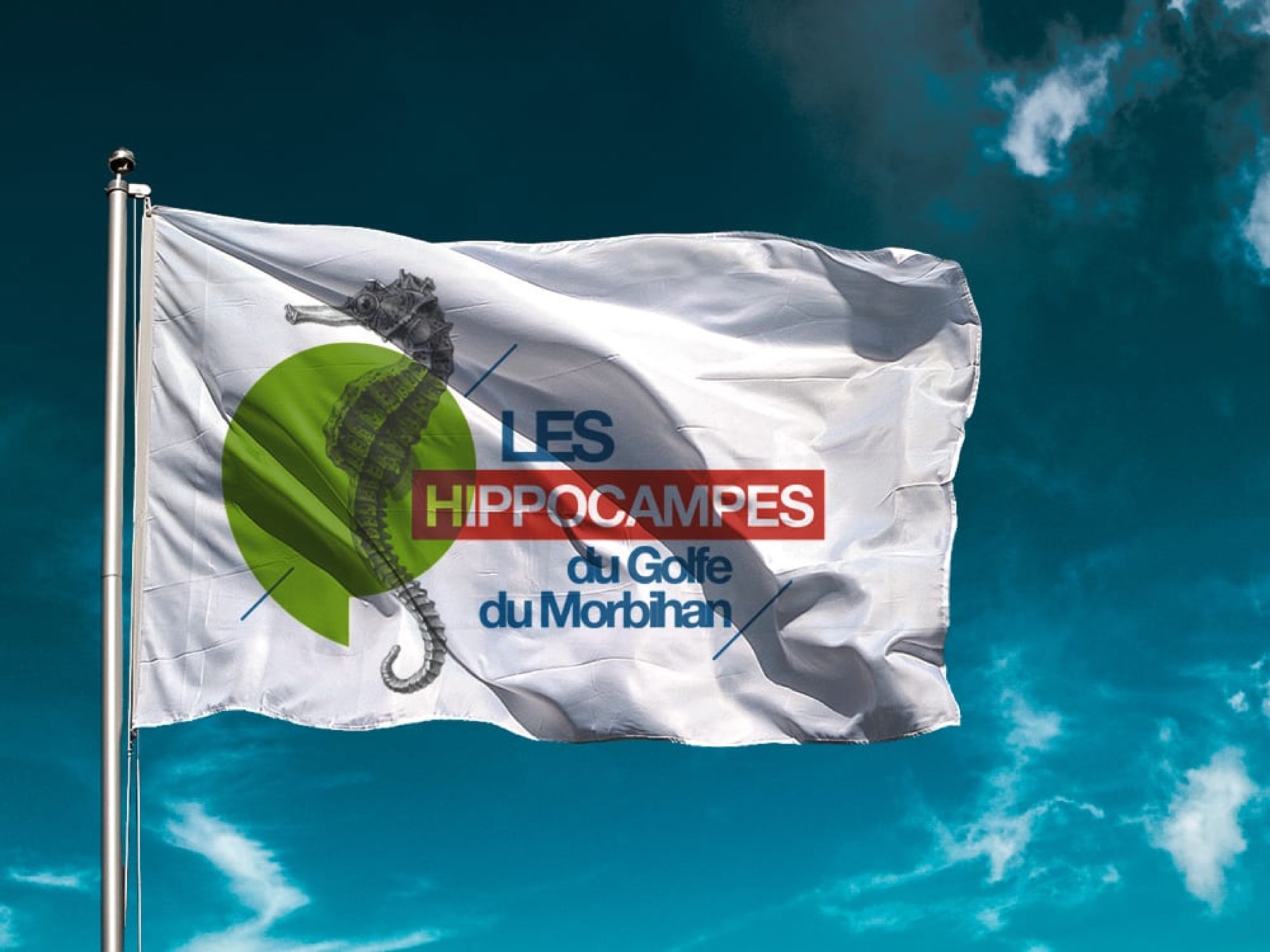 Les Hippocampes du Golfe du Morbihan, image 3