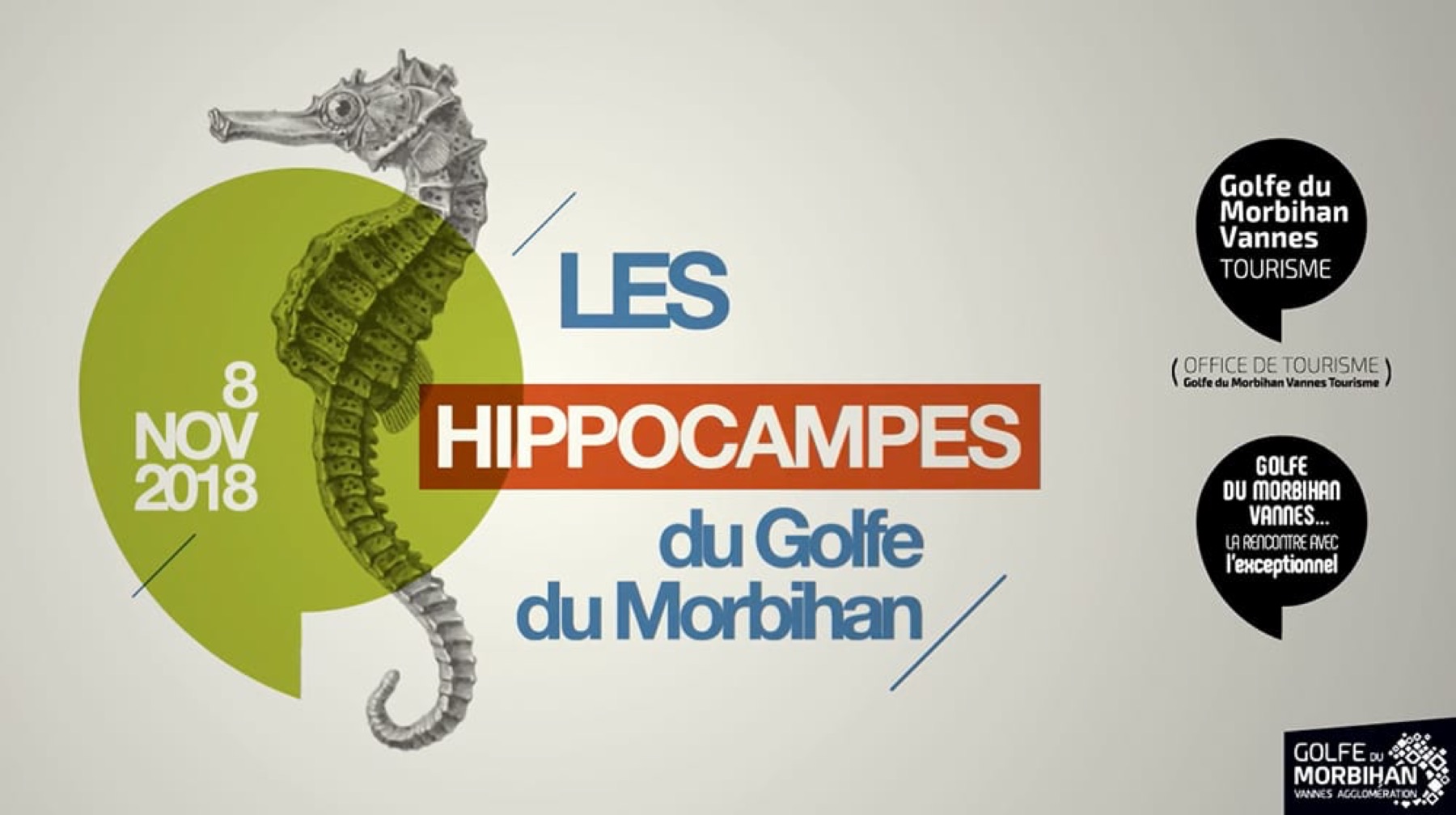 Les Hippocampes du Golfe du Morbihan, image 5
