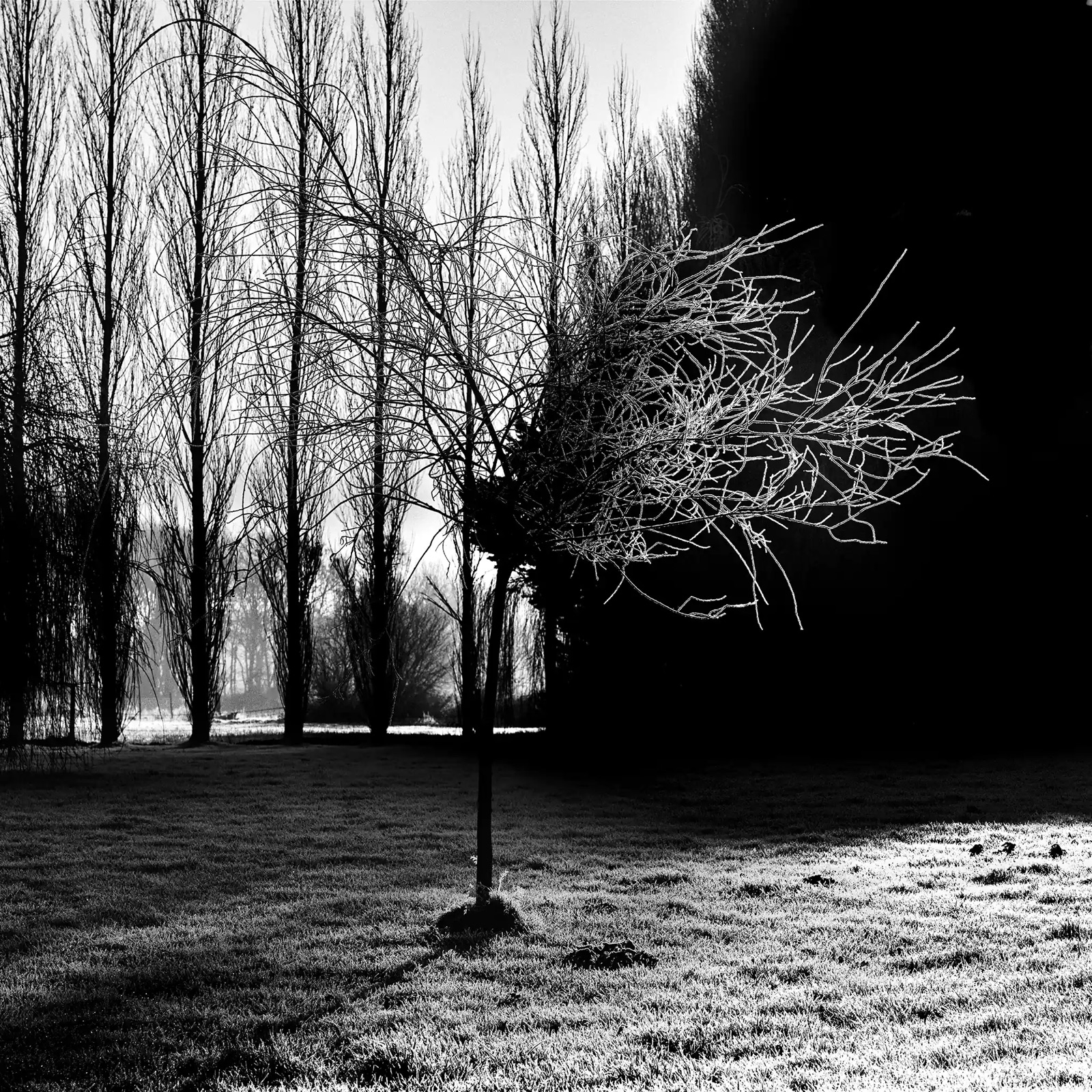 Arbre gelé dans un rayon de soleil - Janvier 2021
