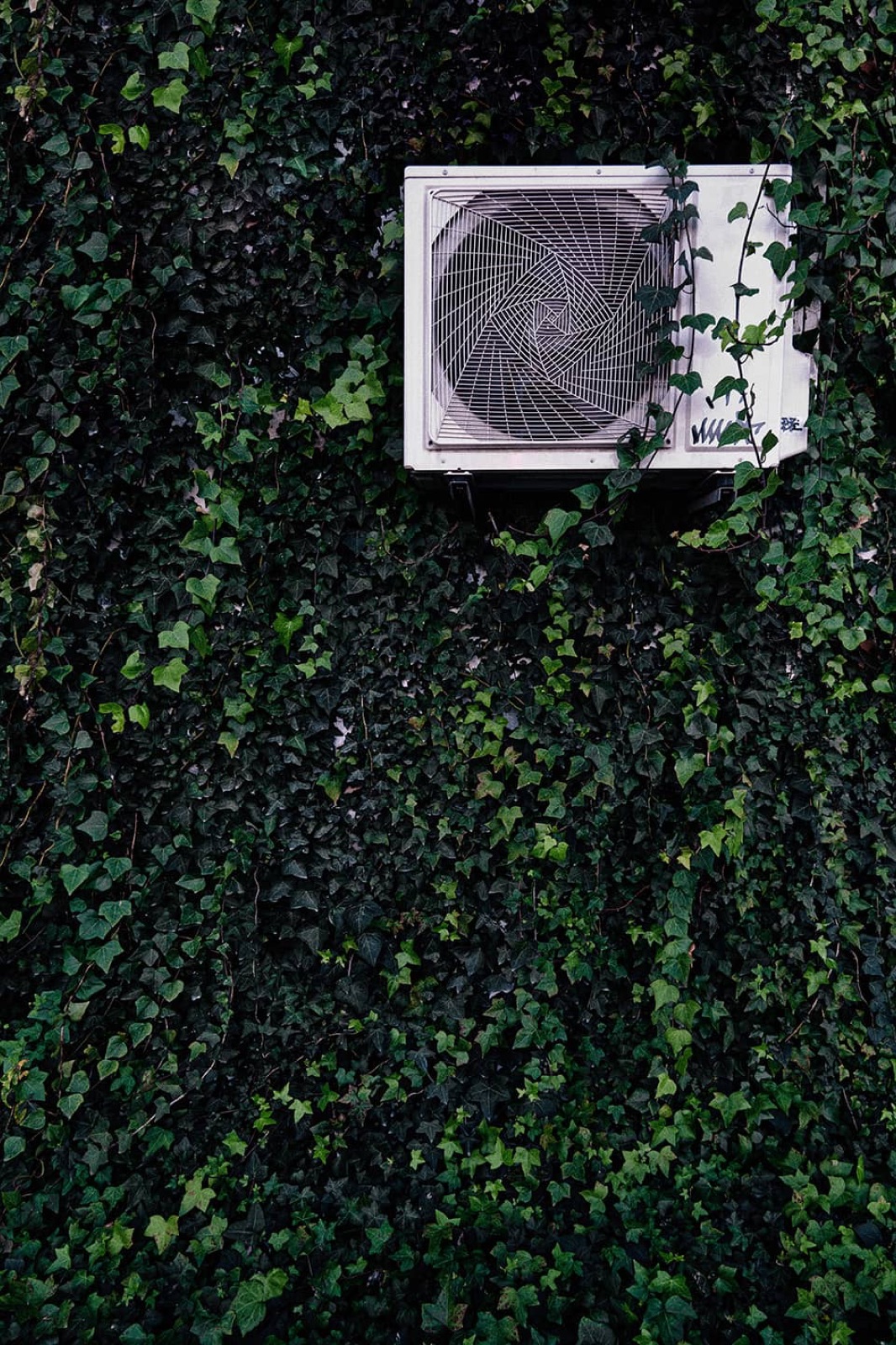 La nature reprend toujours ses droits [3] - Janvier 2025