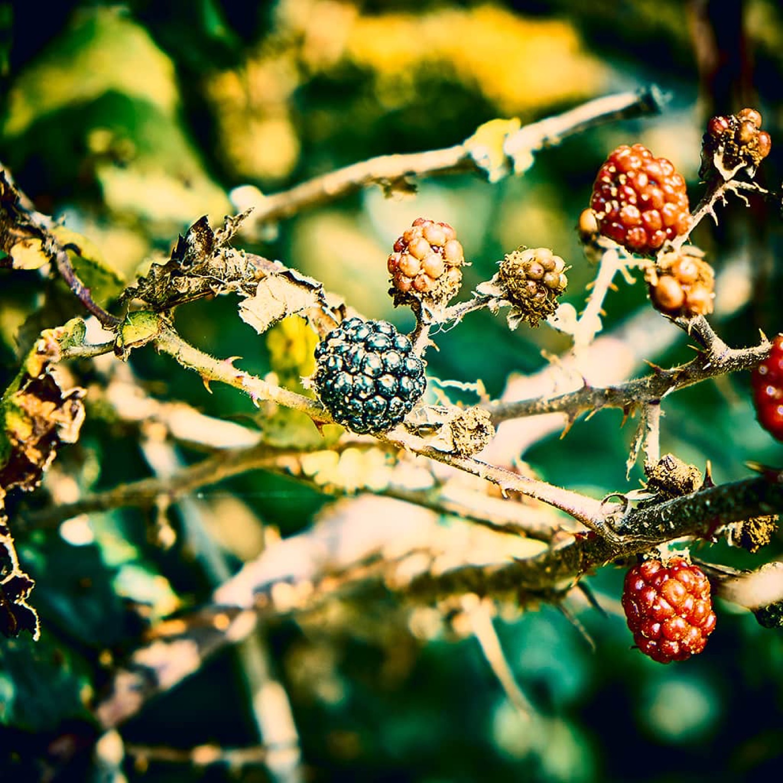 L’automne arrive