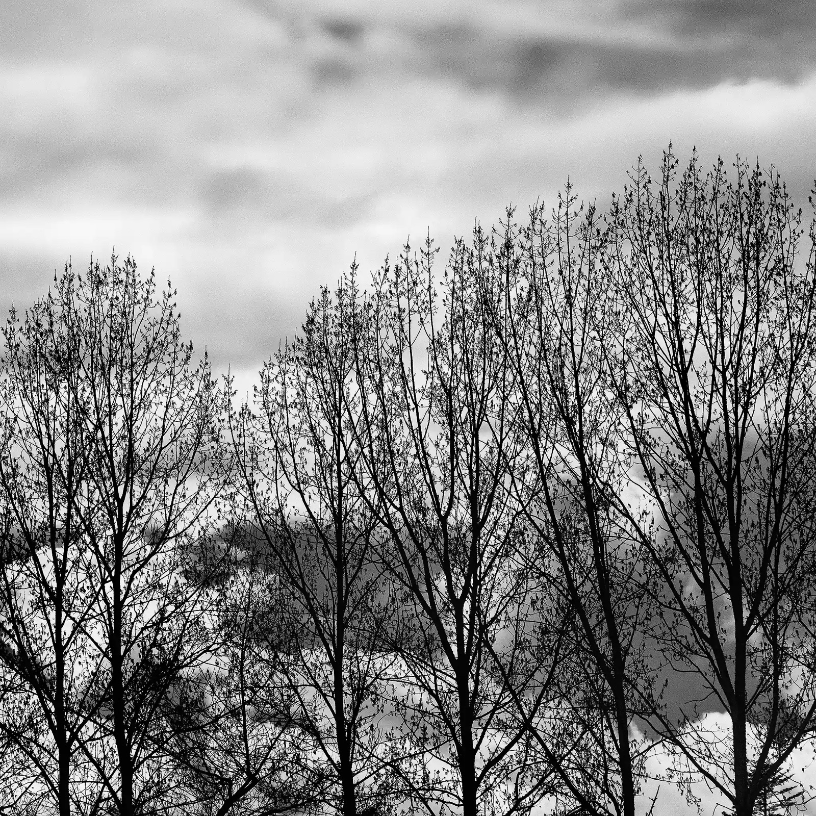 Lignes d'arbres sur dégradé de ciel - Mars 2022