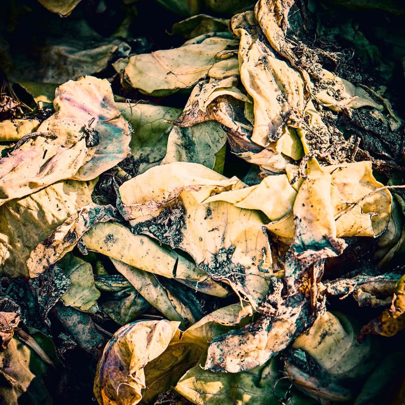 Automne, image 01