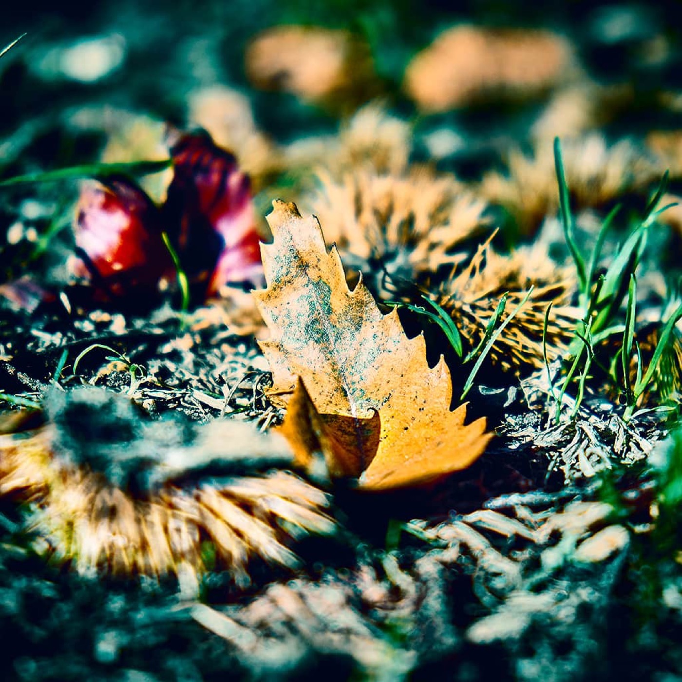 Automne, image 04