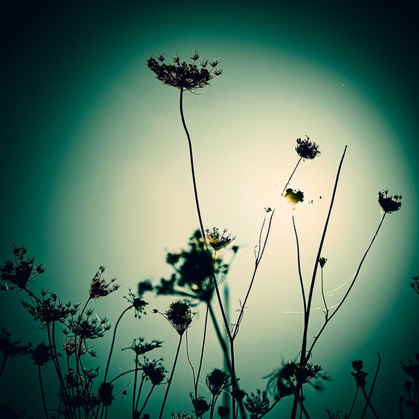 Automne, image 06