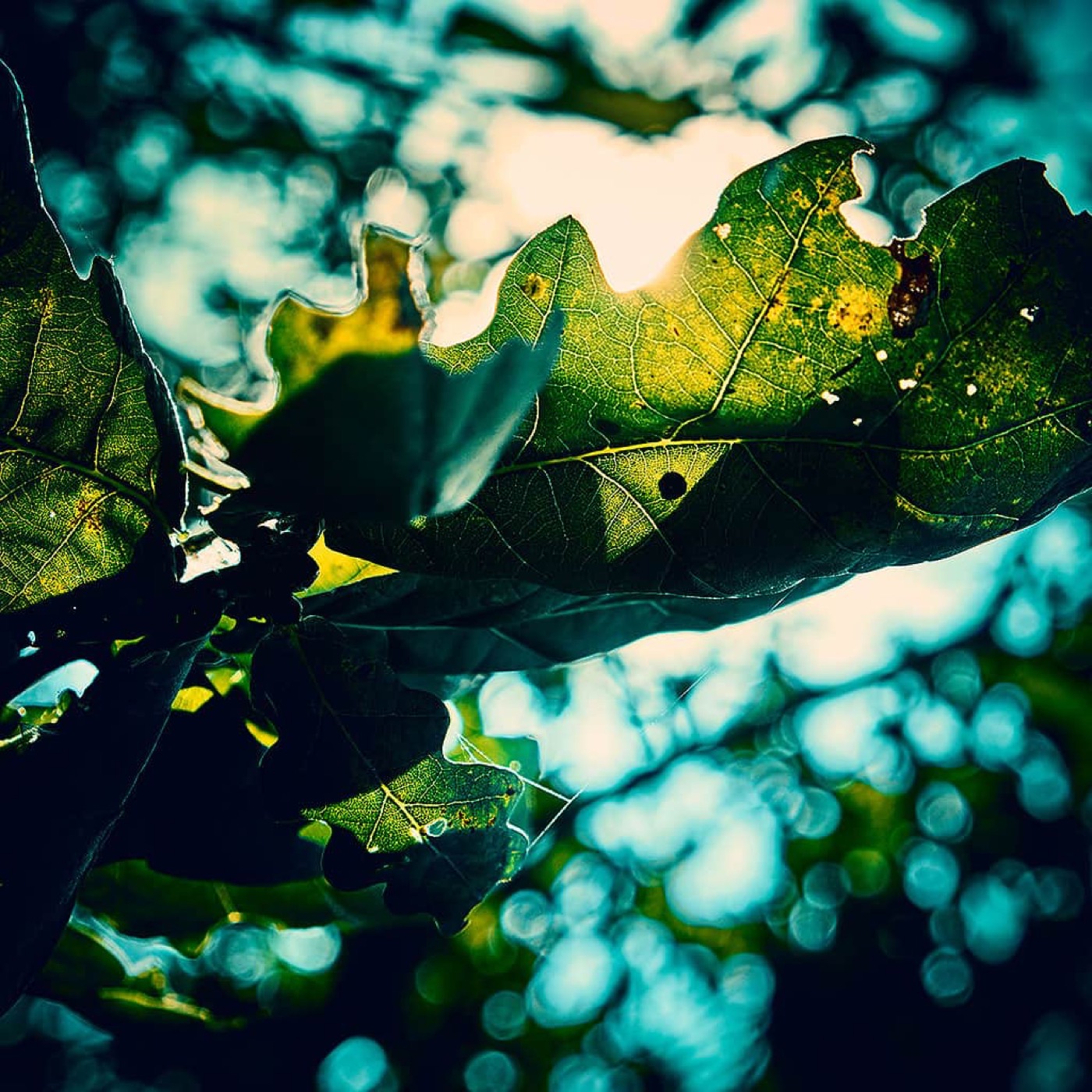 Automne, image 12