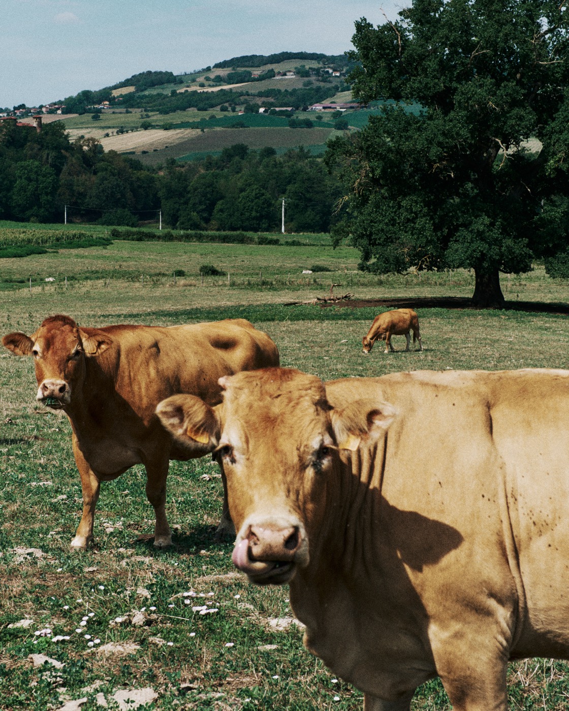 Auvergne, image 23