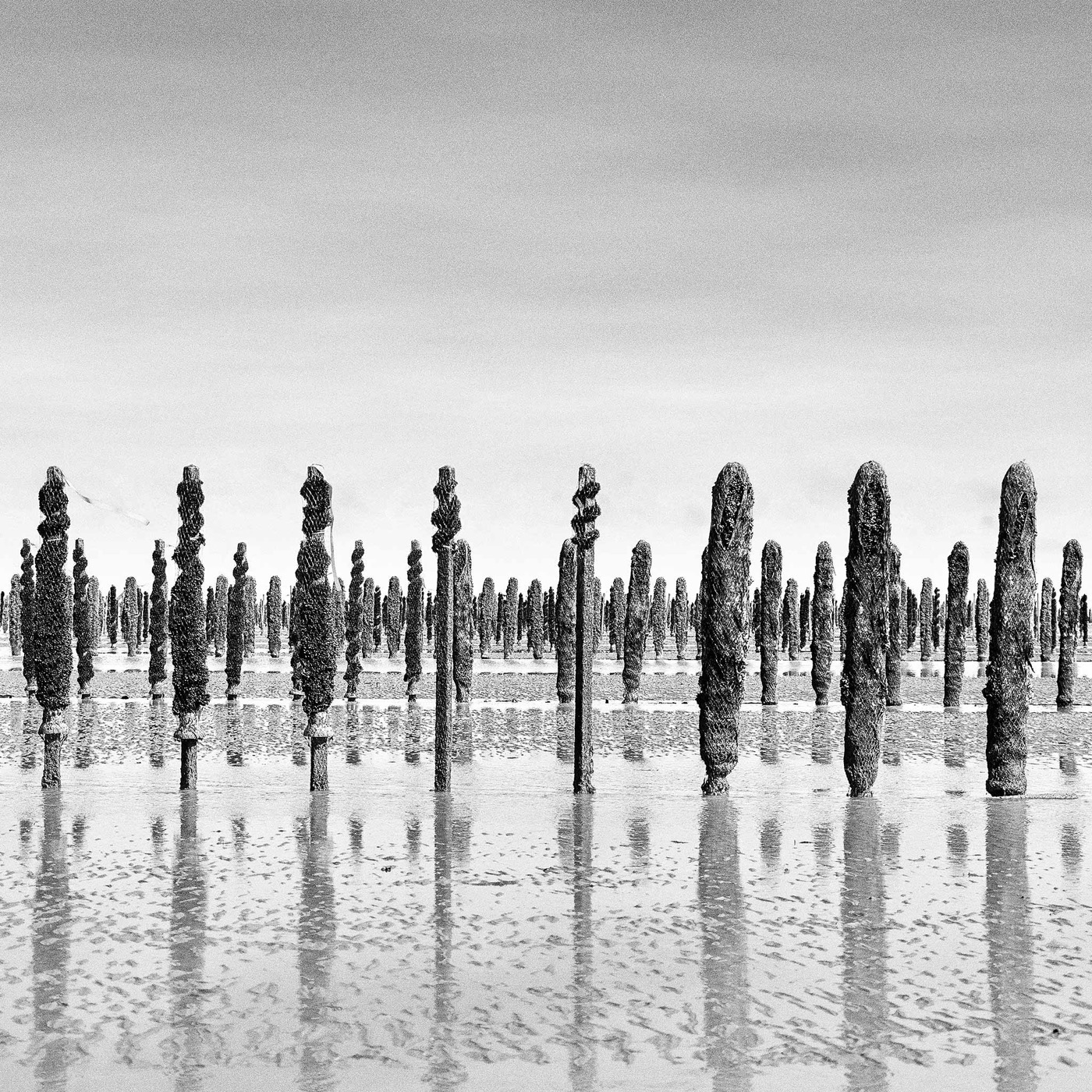 Dans la baie du Mont-Saint-Michel, image 04