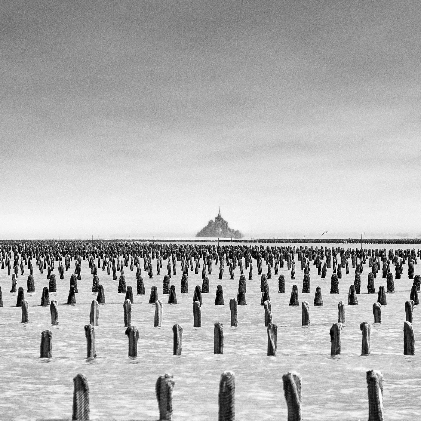 Dans la baie du Mont-Saint-Michel, image 06