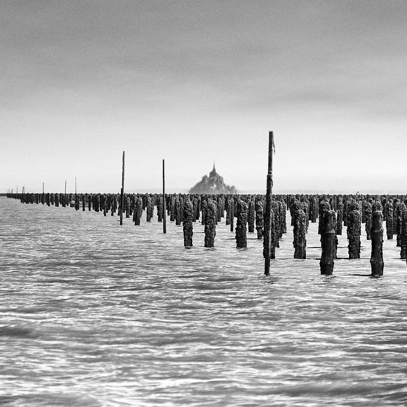 Dans la baie du Mont-Saint-Michel, image 07
