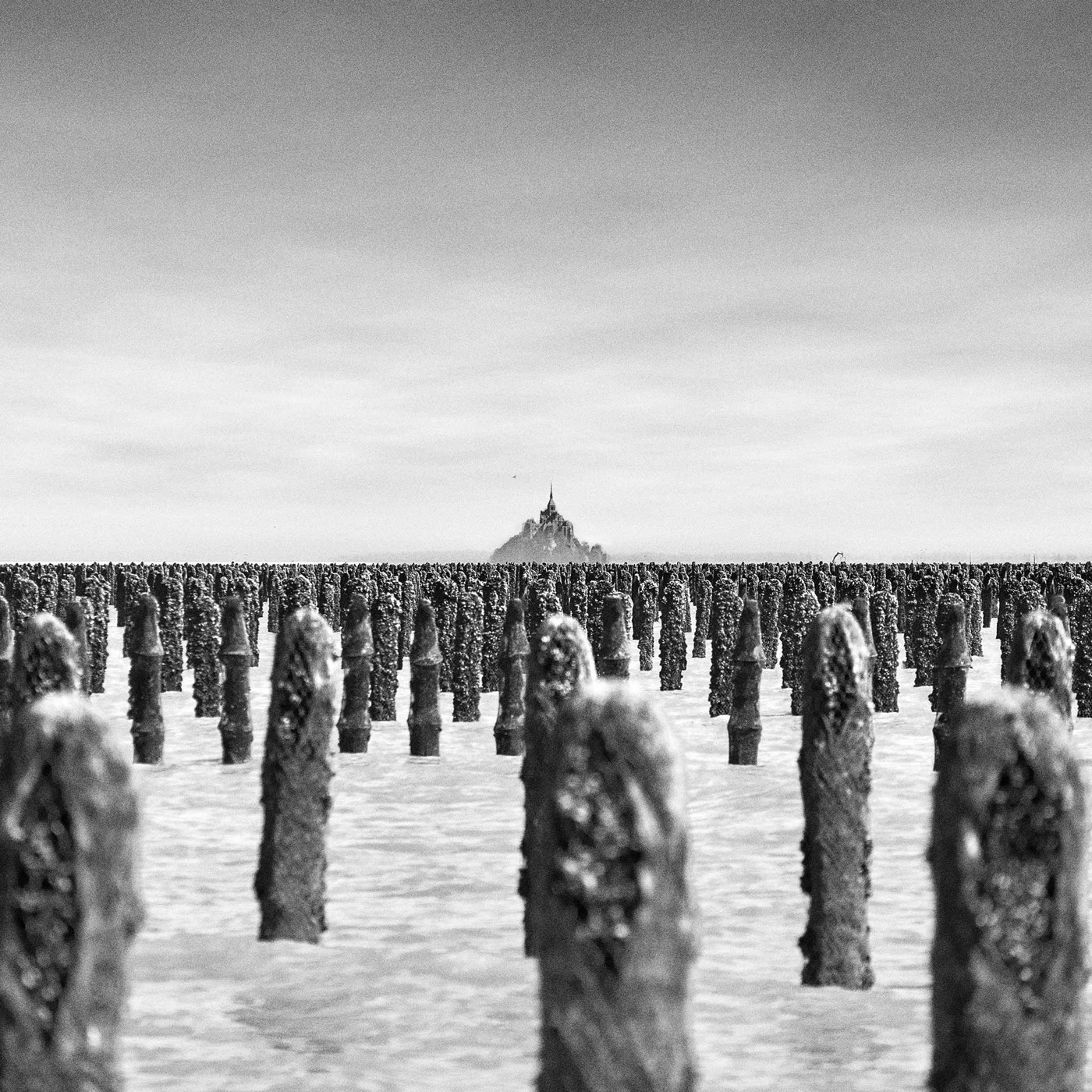 Dans la baie du Mont-Saint-Michel, image 08