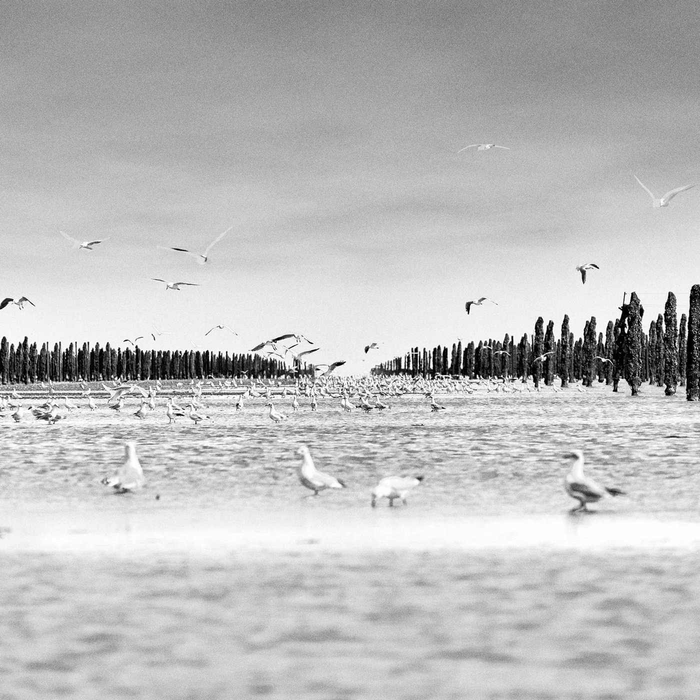 Dans la baie du Mont-Saint-Michel, image 10