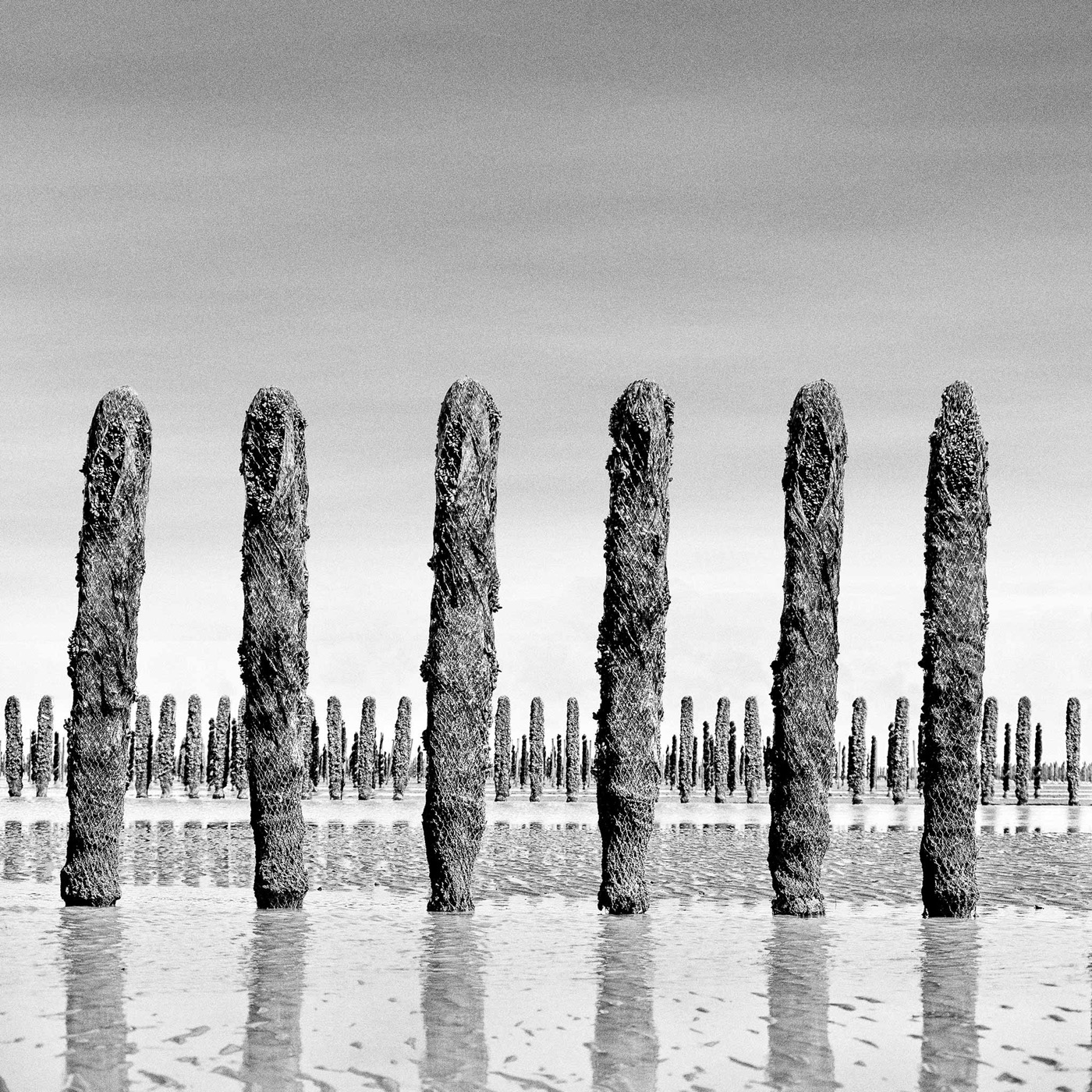 Dans la baie du Mont-Saint-Michel, image 12
