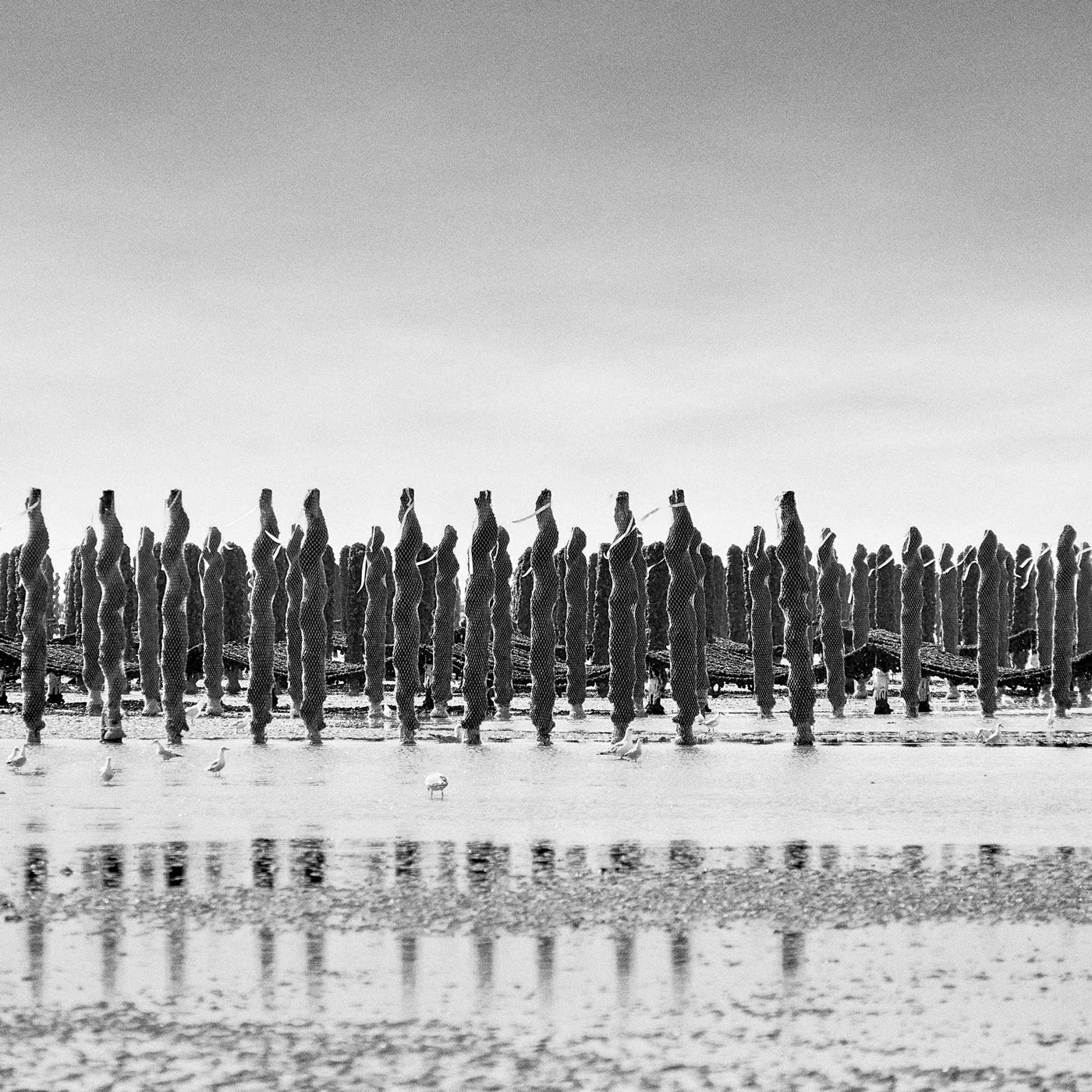 Dans la baie du Mont-Saint-Michel, image 13