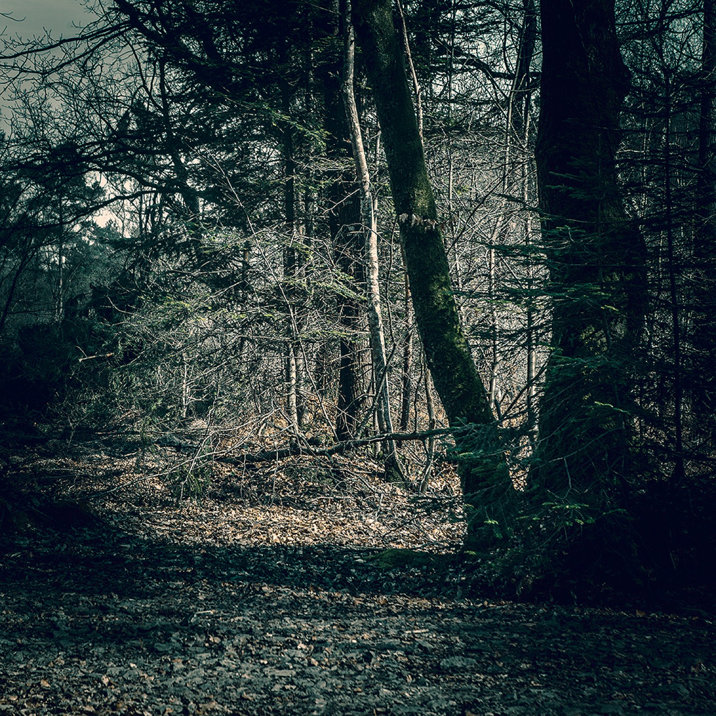 Dans la forêt, image 02