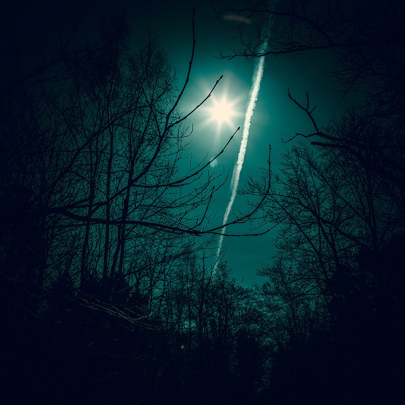 Dans la forêt, image 03