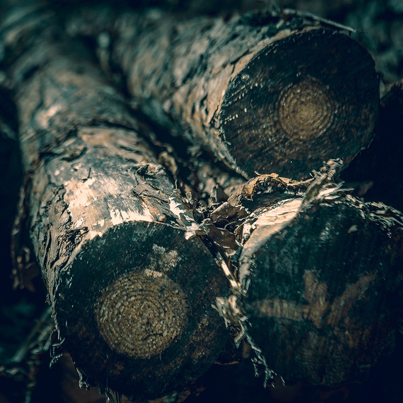 Dans la forêt, image 04