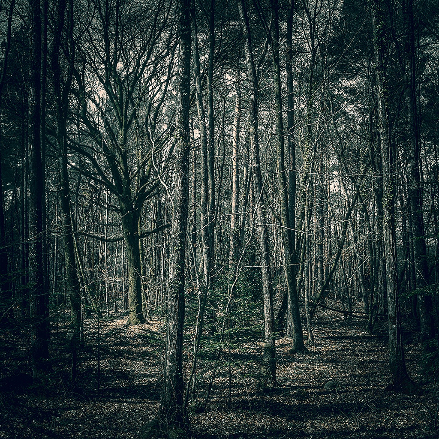 Dans la forêt, image 05