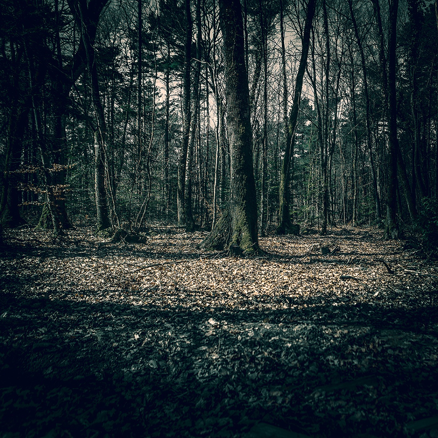 Dans la forêt, image 06