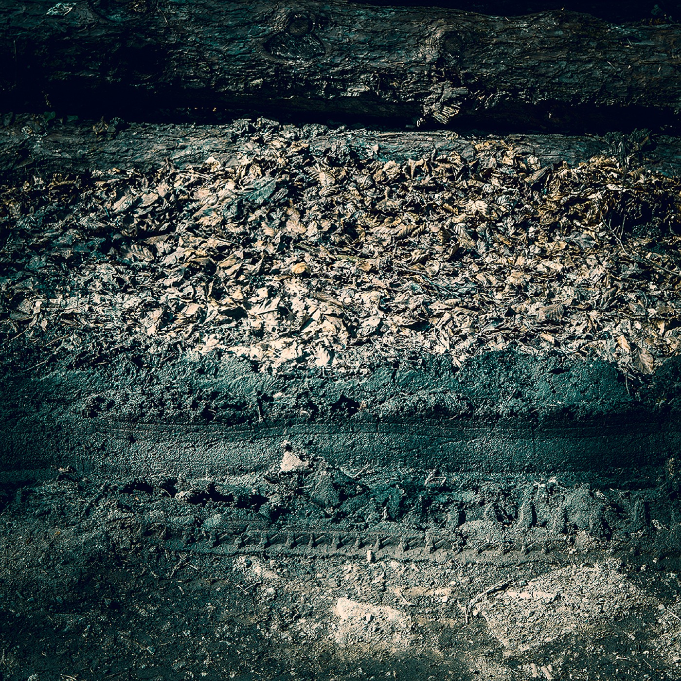 Dans la forêt, image 07