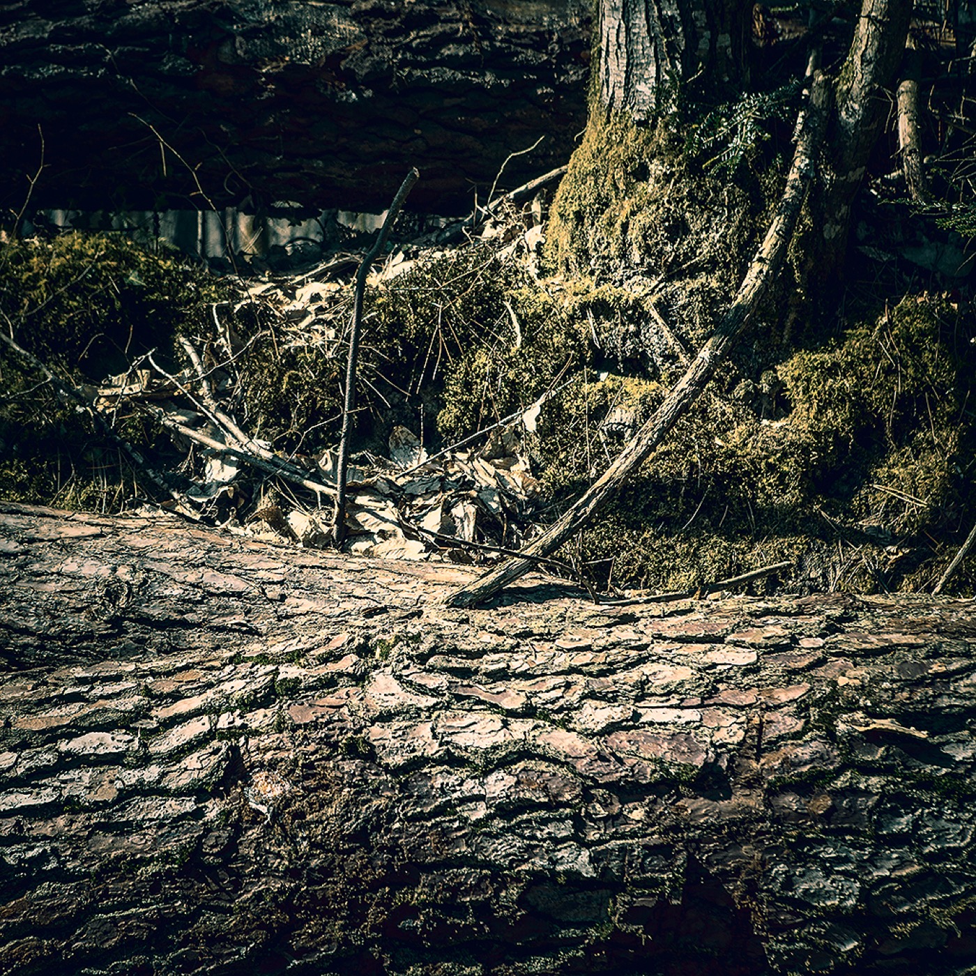 Dans la forêt, image 08
