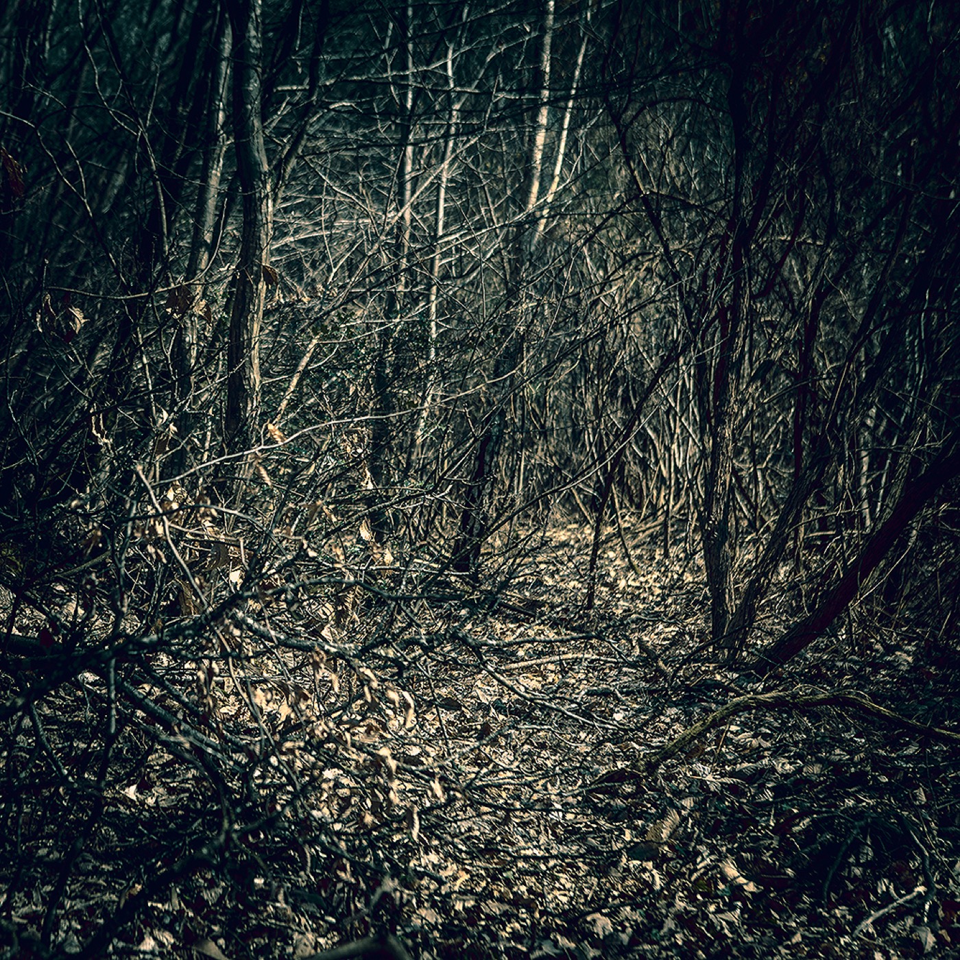 Dans la forêt, image 09