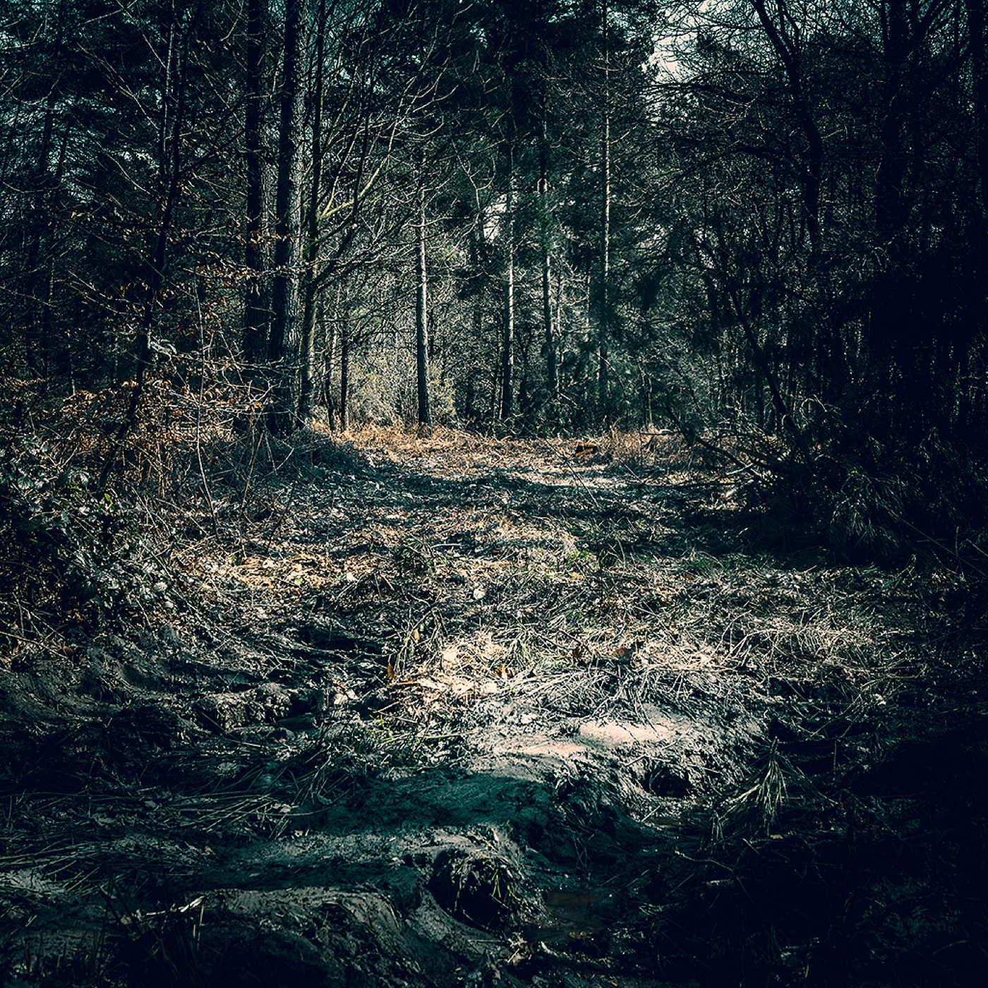Dans la forêt, image 10