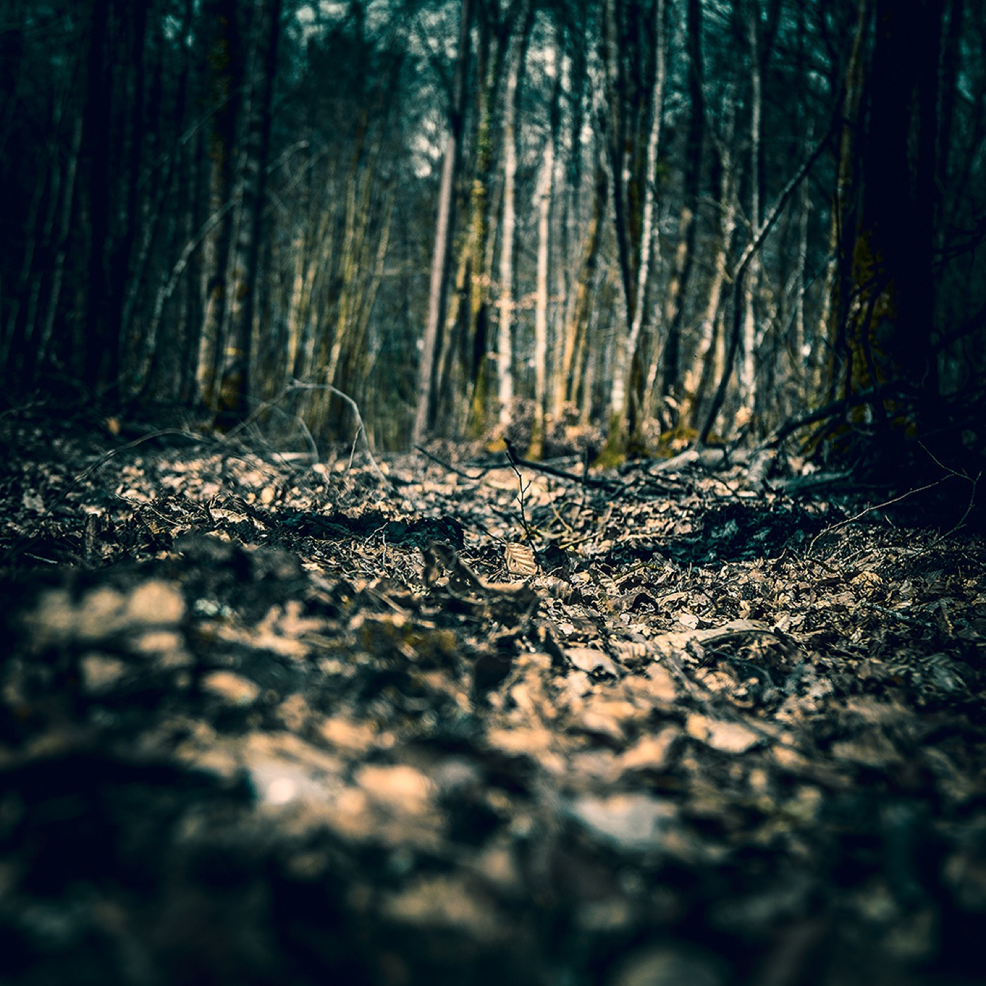 Dans la forêt, image 11