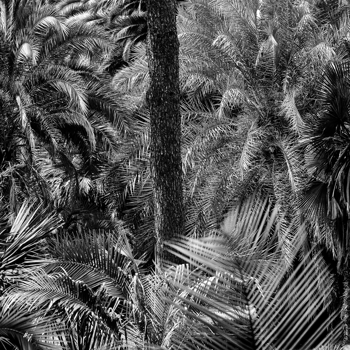 Le jardin botanique de Naples, image 01