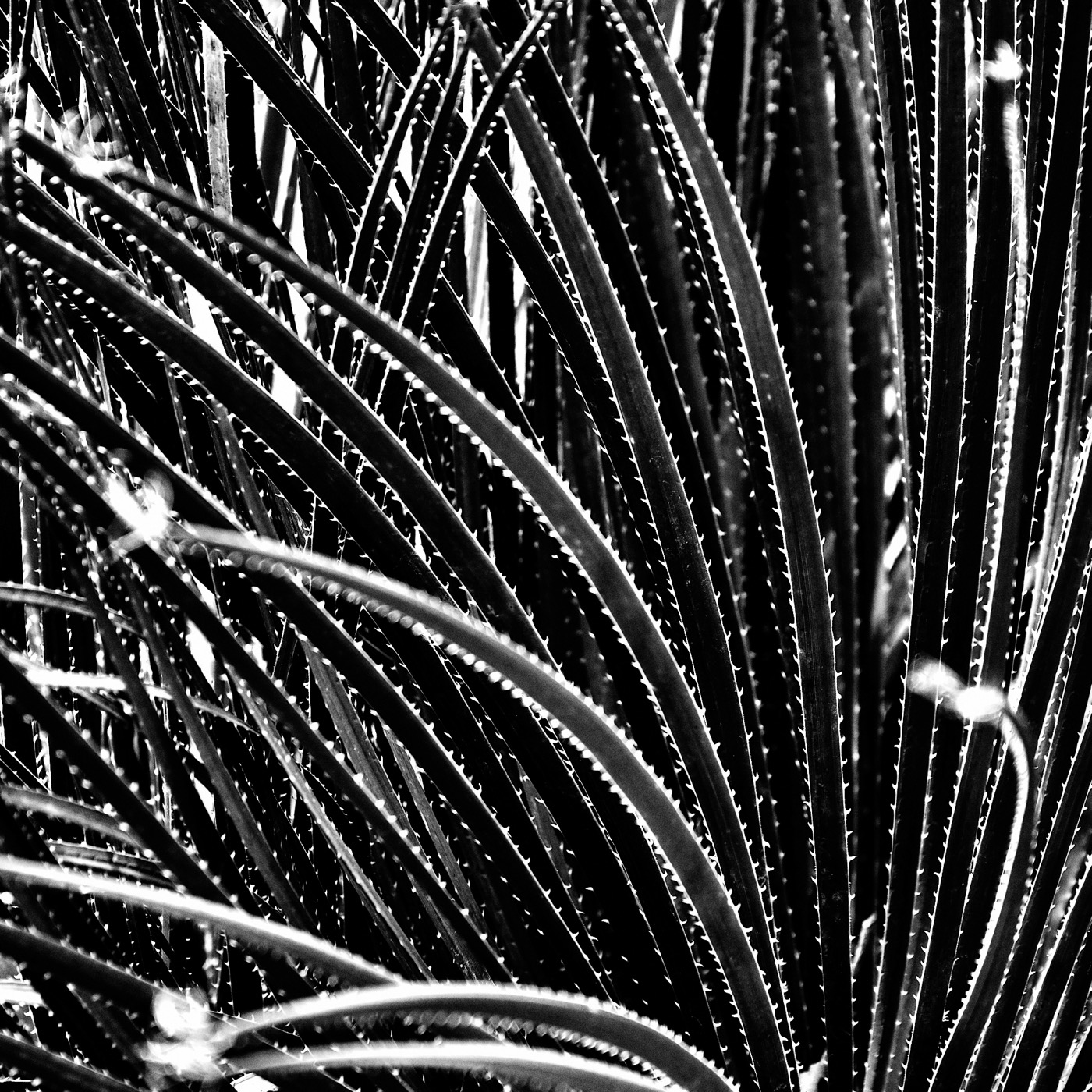 Le jardin botanique de Naples, image 04
