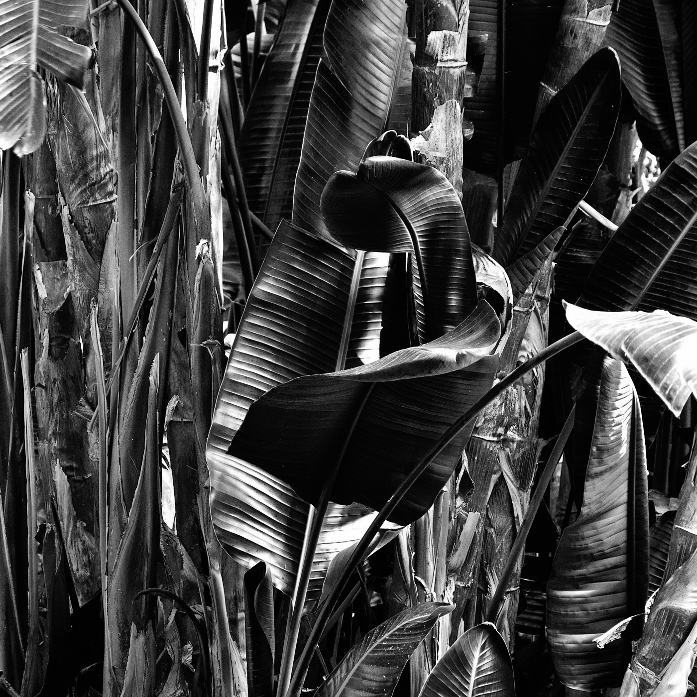 Le jardin botanique de Naples, image 07