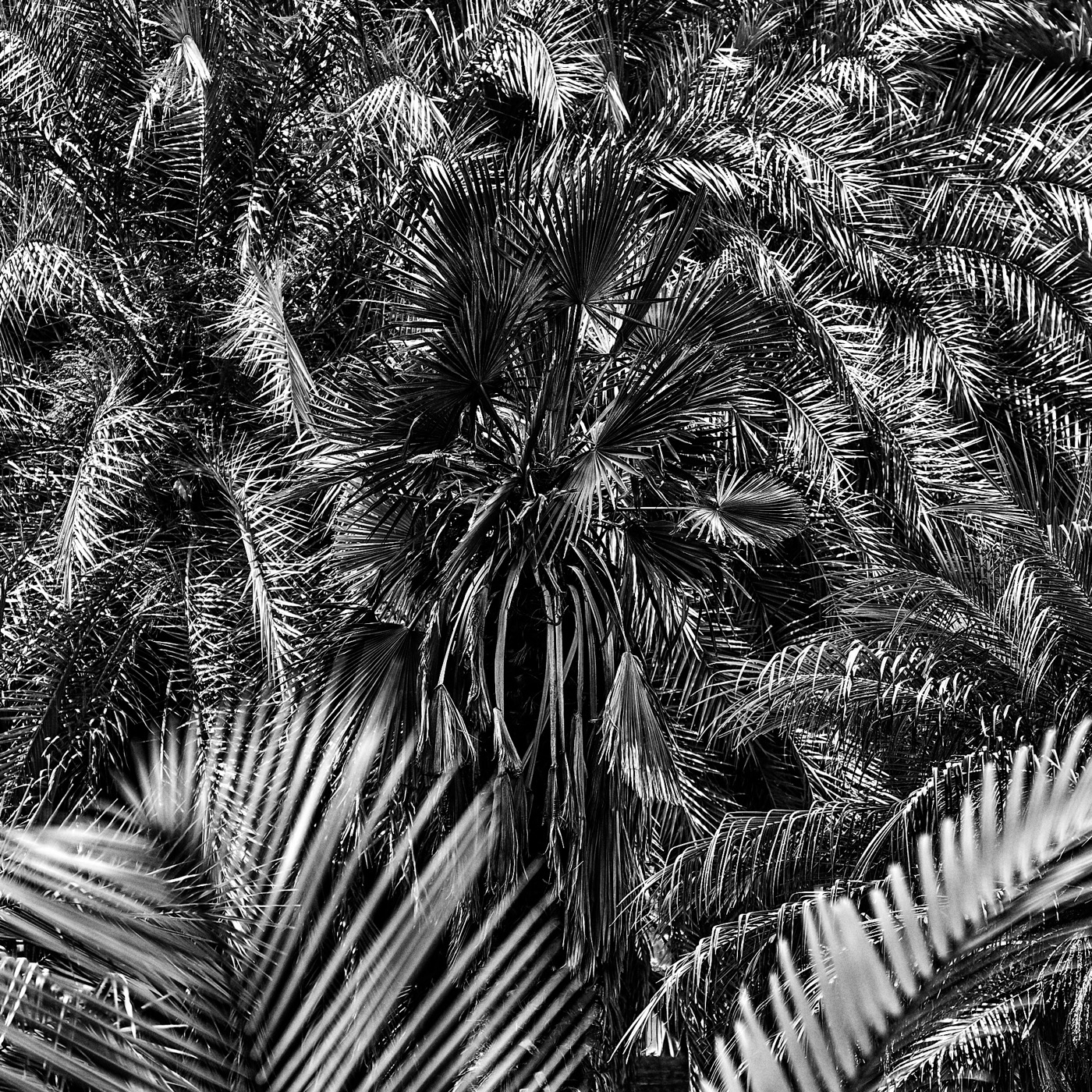 Le jardin botanique de Naples, image 08