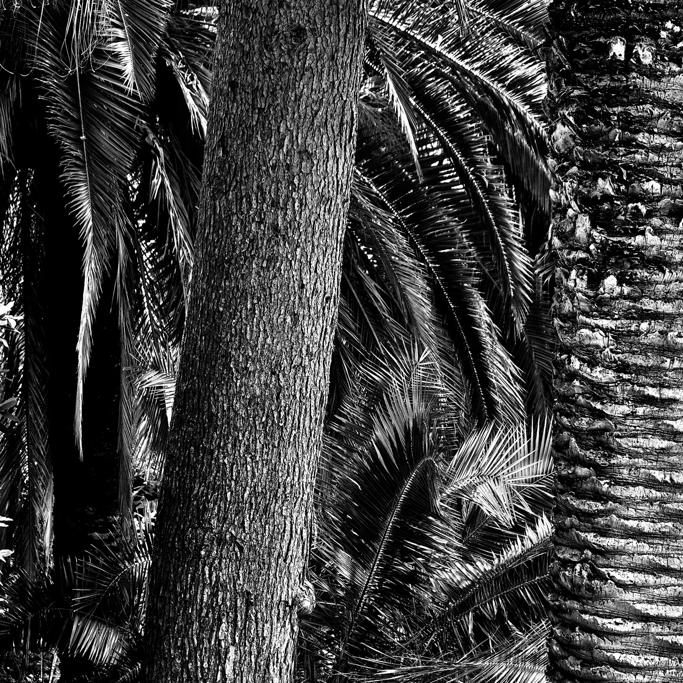 Le jardin botanique de Naples, image 09