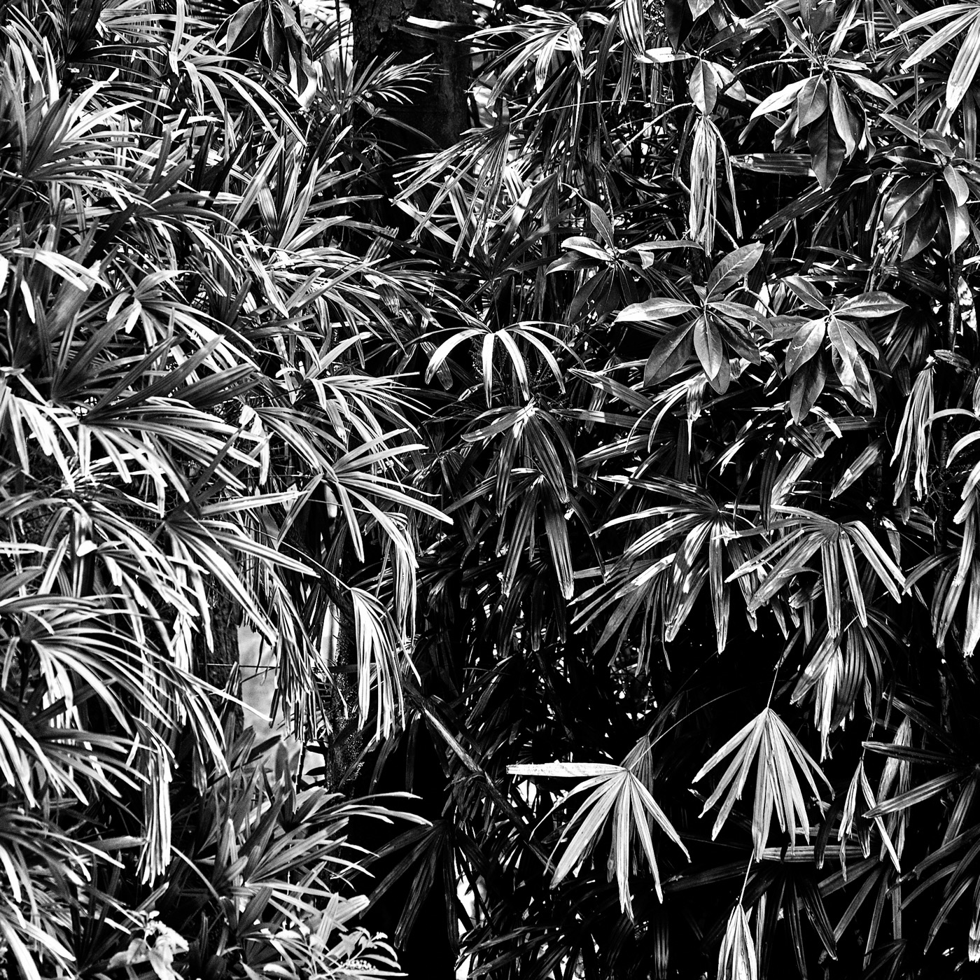 Le jardin botanique de Naples, image 10