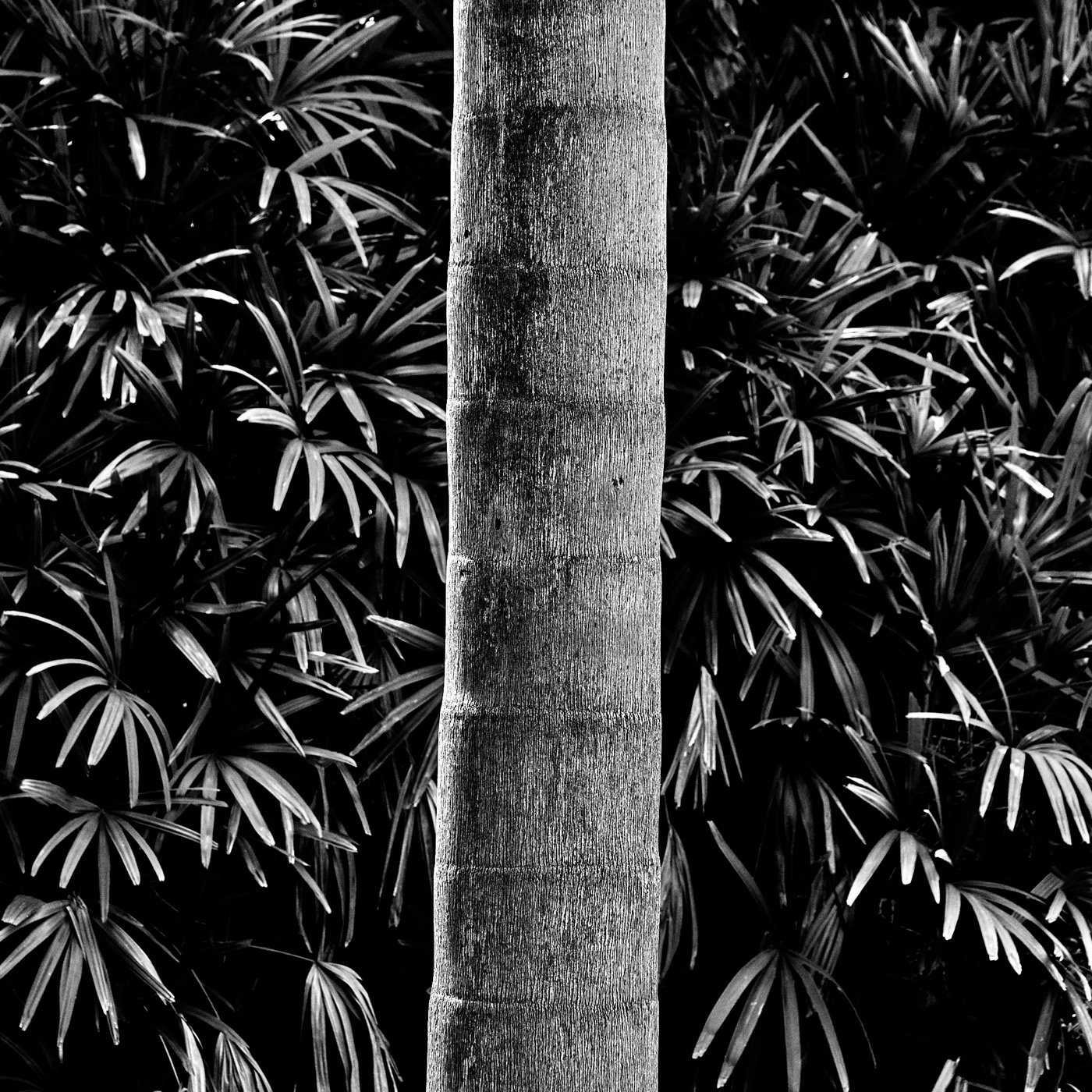 Le jardin botanique de Naples, image 11