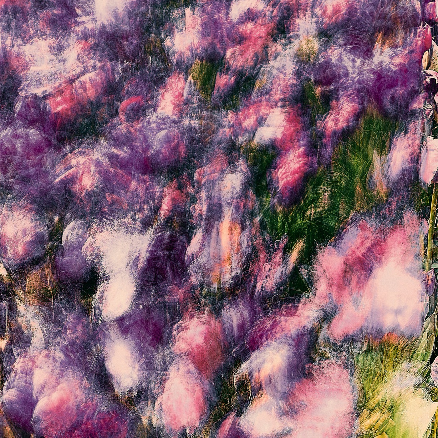 Keukenhof, image 06